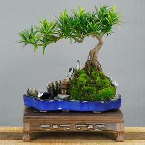高档雀舌罗青松盆景l室内客厅办公室绿植四季常化造型盆栽植物ins