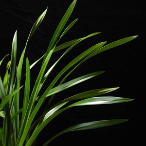 高档紫元素兰花苗盆栽四季兰草名贵浓香花苞室内阳台好养建兰花卉