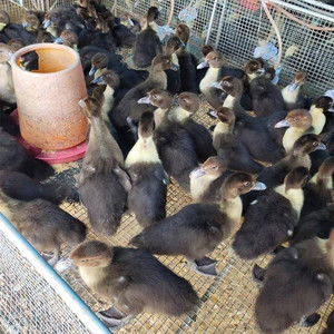 正宗大种番鸭苗脱温半斤番鸭黑番鸭白番鸭鸭苗活体红脸鸭火鸭洋鸭