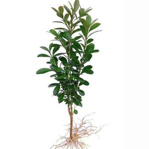 黄杨苗黄杨球小叶黄杨瓜子黄杨小苗四季常青高杆独干黄z杨树桩盆