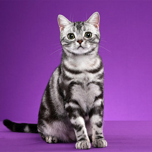 纯种美短猫血统活体宠物猫幼崽短毛猫加白起司猫虎斑短腿猫活物猫