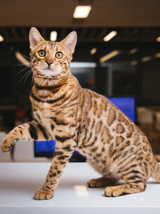 纯种孟加拉短毛幼猫玫瑰空心纹幼崽红金 银 雪活体猫咪双血统猫舍