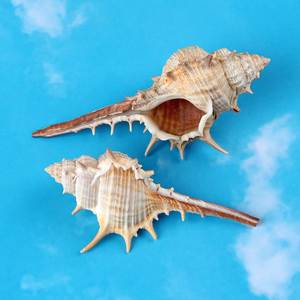 浅缝骨螺天然海螺刺螺卷贝鱼寄居蟹替换壳鱼缸水族馆造景家居装饰