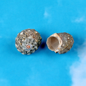 瘤珠荣螺天然海螺七星绿螺标本卷贝鱼寄居蟹替换壳鱼缸水族馆造景