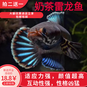 阿萨姆奶茶雷龙鱼黄金眼镜蛇雷龙鱼鬼王雷龙血斑雷龙雷龙鱼苗