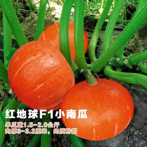 红地球南瓜红皮小南瓜种子春季蔬菜种籽四季甜面板栗高产南瓜种孑