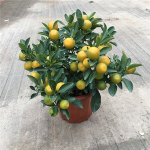 四季桔金桔橘子年桔盆栽带果可食用招财果室内阳台绿植物年宵花卉
