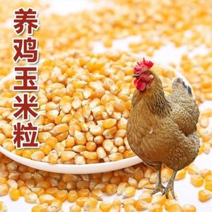 农家干玉米粒喂鸡玉米粒饲料喂鸡鸭鹅喂鸽子玉米碎玉米粒喂鸡