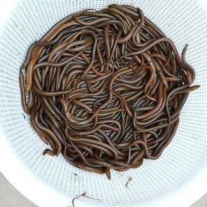 l黄鳝苗活体野生鱼长鱼苗小鳝鱼鲜活现发70-100条/斤包活包损包邮