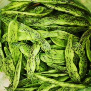 东北马掌豆角排骨炖豆角新鲜蔬菜现摘现发5斤吉林特产东北菜