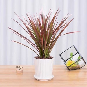 七彩铁千年木大苗盆栽三色龙血树客厅室内吸除甲醛净化空气绿植物