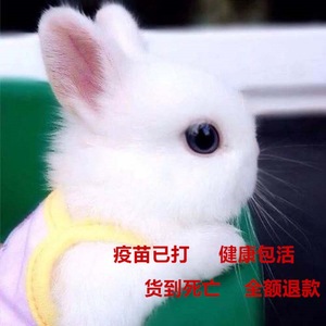小兔子活物活体侏儒兔迷你长不大小型熊猫垂耳小白兔小型宠物兔