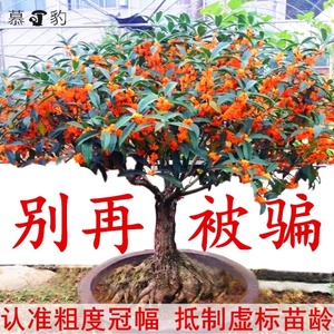 嫁接桂花盆栽盆景地栽桂花树苗四季桂金桂丹桂阳台庭院浓香型花卉