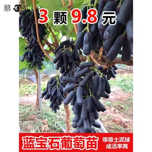 蓝宝石葡萄树苖盆栽地栽大苗爬藤果树南方北方种植果苗当年结果苗