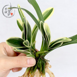 高档兰花苗迷你矮种金边线艺小元宝花卉绿植盆栽室内客厅四季观花