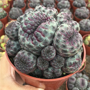 红丽气生仙人球新款多群春u季美观丸多肉仙m人掌科室内净化空头绿