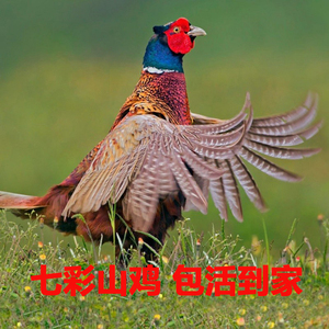 七彩山鸡活体原生态散养雏鸡珍珠鲜活土鸡贵妃鸡斗鸡一对包邮包活