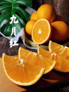 9斤包邮湖北秭归脐橙九月红橙秋橙青橙子纽荷尔橙新鲜水果