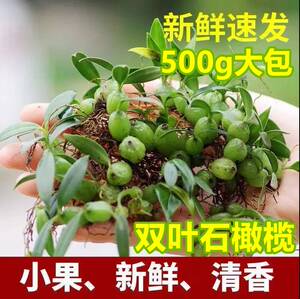 野生石橄榄新鲜草双叶石仙草炖汤食材煲鸡汤煲汤材料配料煮汤食材