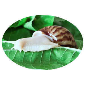 宠物白玉蜗牛活体学生科学实验观察套装大巨型美容观赏褐云玛瑙螺