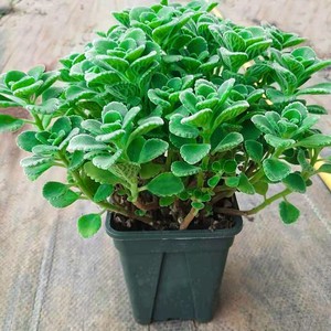 碰碰香室内盆栽客厅除异味净化空气植物驱蚊虫一抹香花无敌洛冰店