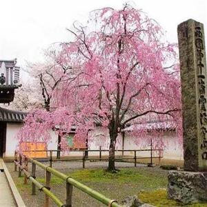 八重红垂枝樱正宗日本樱花树苗早樱枝垂樱可阳台盆栽盆景庭院别墅