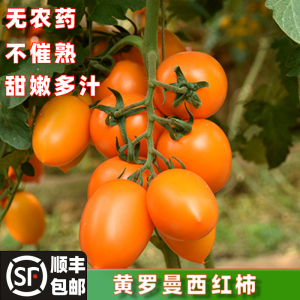 奶香黄罗曼西红柿串枝黄芒果番茄水果洋柿子酸甜小新鲜自然熟生吃