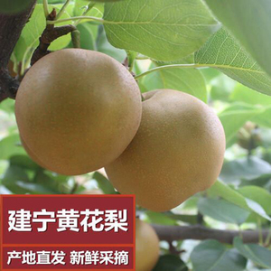 福建建宁特产黄花梨清甜10斤非翠冠梨现摘季节水果多汁非雪梨