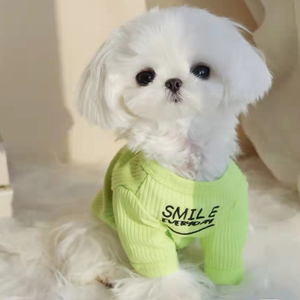 纯种马尔济斯幼犬双血统小体茶杯体韩版韩系小马宠物狗狗幼崽活物