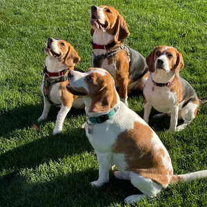 比格幼犬纯种大耳朵巴吉度犬活体幼崽狗狗猎兔犬米格鲁犬宠物活物