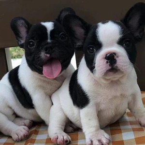 纯种法国斗牛犬幼犬活体宠物狗狗奶油色小型犬纯种海盗眼黑白花纯