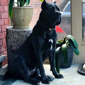 卡斯罗幼犬纯种活体意大利大型犬看家猛犬加养黑色出售护卫犬