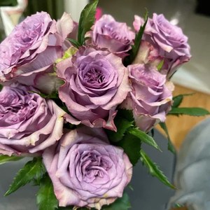 多姿桃大花多花灌木月季四季开花多洛塔玫瑰苗q绿植物盆栽庭院花