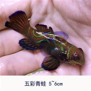 五彩青蛙 圆点青蛙皇冠青蛙鱼活体海水观赏鱼宠物养定快递包活