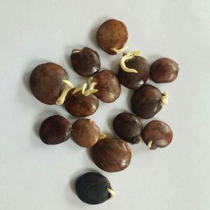 紫藤发芽种子包邮已催芽带芽发货垂吊爬藤树种子开紫色花植物