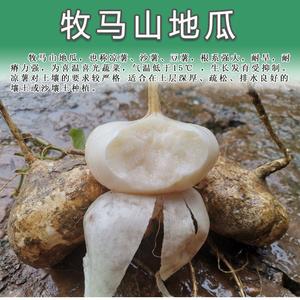 凉薯白薯地瓜种子牧马山白地瓜豆薯沙葛地瓜凉薯番葛葛薯水果地瓜
