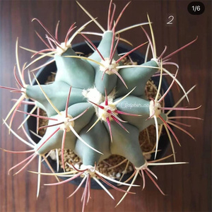 日本进口代江守玉仙人球实生红刺狂粗刺强刺球属多肉植物