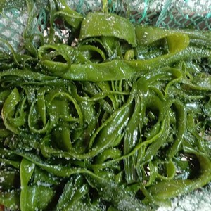 820人付款天猫5斤海白菜新鲜裙带菜咸菜海裙菜盐渍非干货裙带梗海菠菜