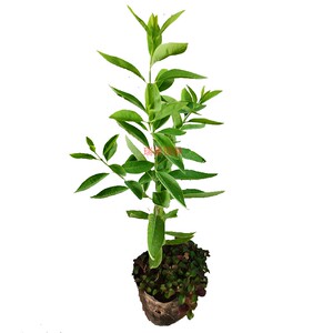 正宗珍稀名贵f苗木印度檀香木树苗珍贵老山白檀香植物盆景庭院绿