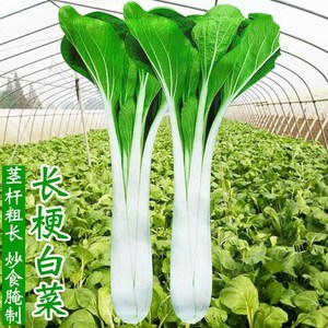 797人付款天猫菜籽种大全小白菜香葱青菜韭菜春夏秋冬四季盆栽蔬莱
