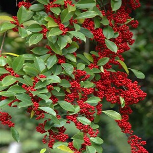 万紫千红铁冬青树苗四季常青庭院观赏行道绿化苗白银香小苗盆栽