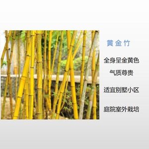 小紫竹盆景