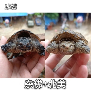 金龟凶案胜景山庄图片