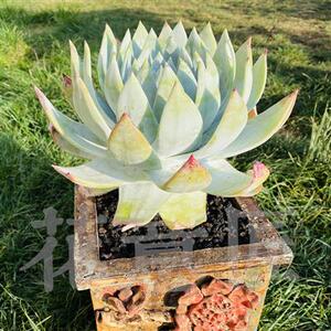 雪山仙女杯布瑞东尼多肉进口粗桩云南多肉一物一拍老w桩象腿多头