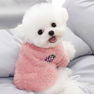 纯种比熊幼犬茶杯犬活体比熊泰迪小型博美长不大可爱送衣服宠物狗