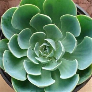 桌面多肉景观植物 石莲花 宝石花 玉蝶办公q室内盆栽绿植防辐射