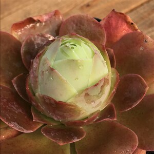 玫瑰玫瑰多肉物牙马物帕尔植岛e西班种山地帕尔马大型山地.