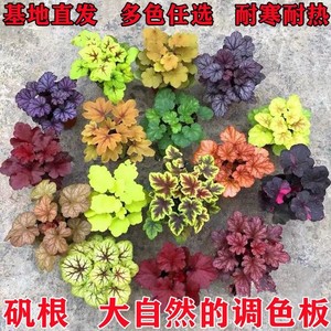 矾根花苗盆栽耐寒耐冻花卉凡根观叶大苗批发庭院室内四季植物包邮