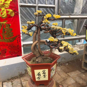 园艺结香花苗庭院种植吉祥爱情树结香花盆景造型梦里花树盆栽耐