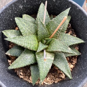 黑王x龙鳞寿稀有硬叶十二卷瓦苇属多肉植物